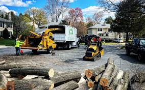 Professional Tree Services in Rancho Calaveras, CA