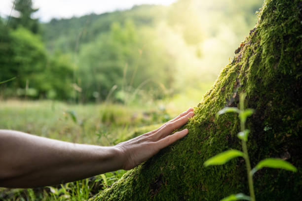 Tree and Shrub Care