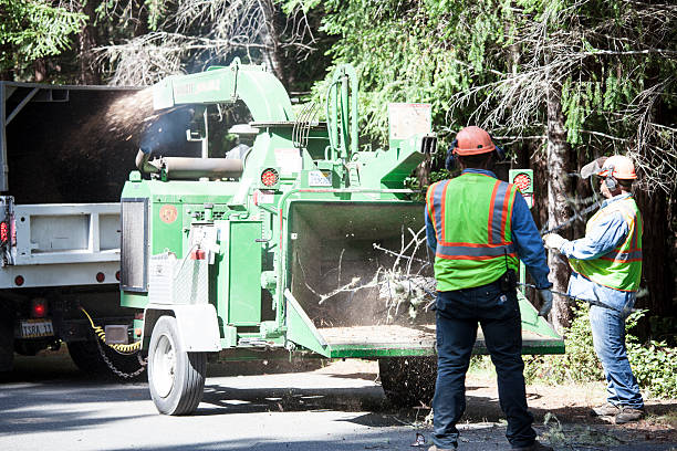 How Our Tree Care Process Works  in  Rancho Calaveras, CA